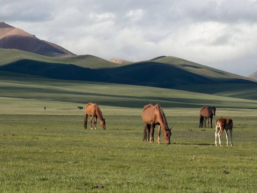 Kyrgyzstan Tour – 11 Day
